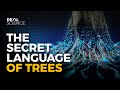 The secret language of trees