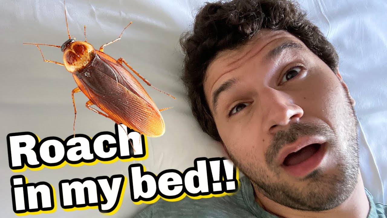 Cockroach in my BED?! Exploring Ala Moana - YouTube