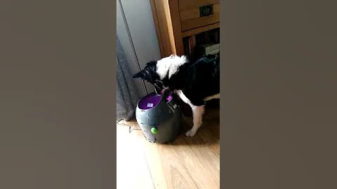 Dog Has Fetch Machine Figured Out || ViralHog