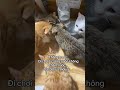 Haha lỗi tại tui