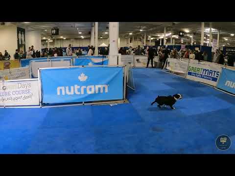 2024 Spring Canadian Pet Expo 4K ,International Centre,Mississauga.#cpe