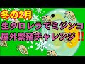 ミジンコを生クロレラで増やす。冬場に屋外でメダカの餌としてミジンコを繁殖できるか検証してみた。