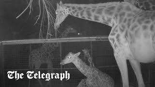 Moment rare Rothschild's giraffe is born at Chester Zoo
