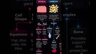 Types of Animal cells.9th Biology. Useful for competitive exams