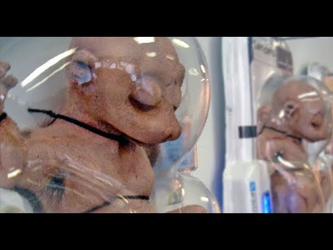 ადამიანის და ცხოველის ჰიბრიდი