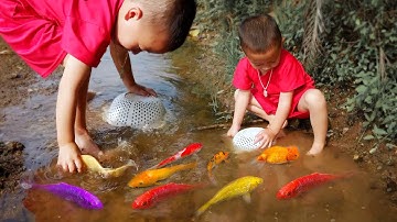 Em ổi Cá cảnh nước ngọt tuyệt đẹp trong ao nhỏ, cá thiên thần, cá bảy màu  #cávàng #concá #fishing