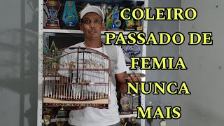 COMO ACERTAR QUALQUER COLEIRO PASSADO DE FEMIA COM ESSA MEXIDA melhor do mundo