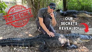 How do we tell all of the alligators apart!? Our Tricks and Tips revealed!