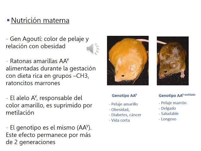 Epigenética con audios