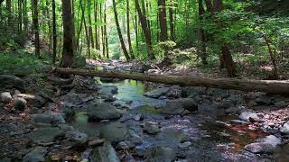 Sunlit Appalachian mountain relaxing stream sounds, flowing water sounds 10 hours to sleep &amp; relax