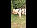 Walks With Tinkerbell 08-04 #shorts #chowchow #dog #doglovers