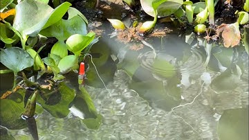 Tập 387 - Câu Cá Rô Đồng Trúng Con Nước Lớn Giật Đã Tay