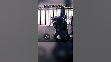 Dogs Caught Stealing Packages