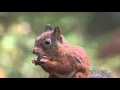 RÖD EKORRE  Red Squirrel  (Sciurus vulgaris)  Klipp - 1766