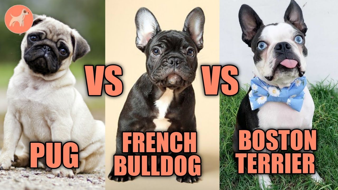 Are French Bulldogs And Boston Terriers Related
