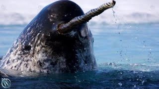 NARWHAL ─ The Jedi of The Sea! Narwhal vs Orcas, Polar Bears and Humans