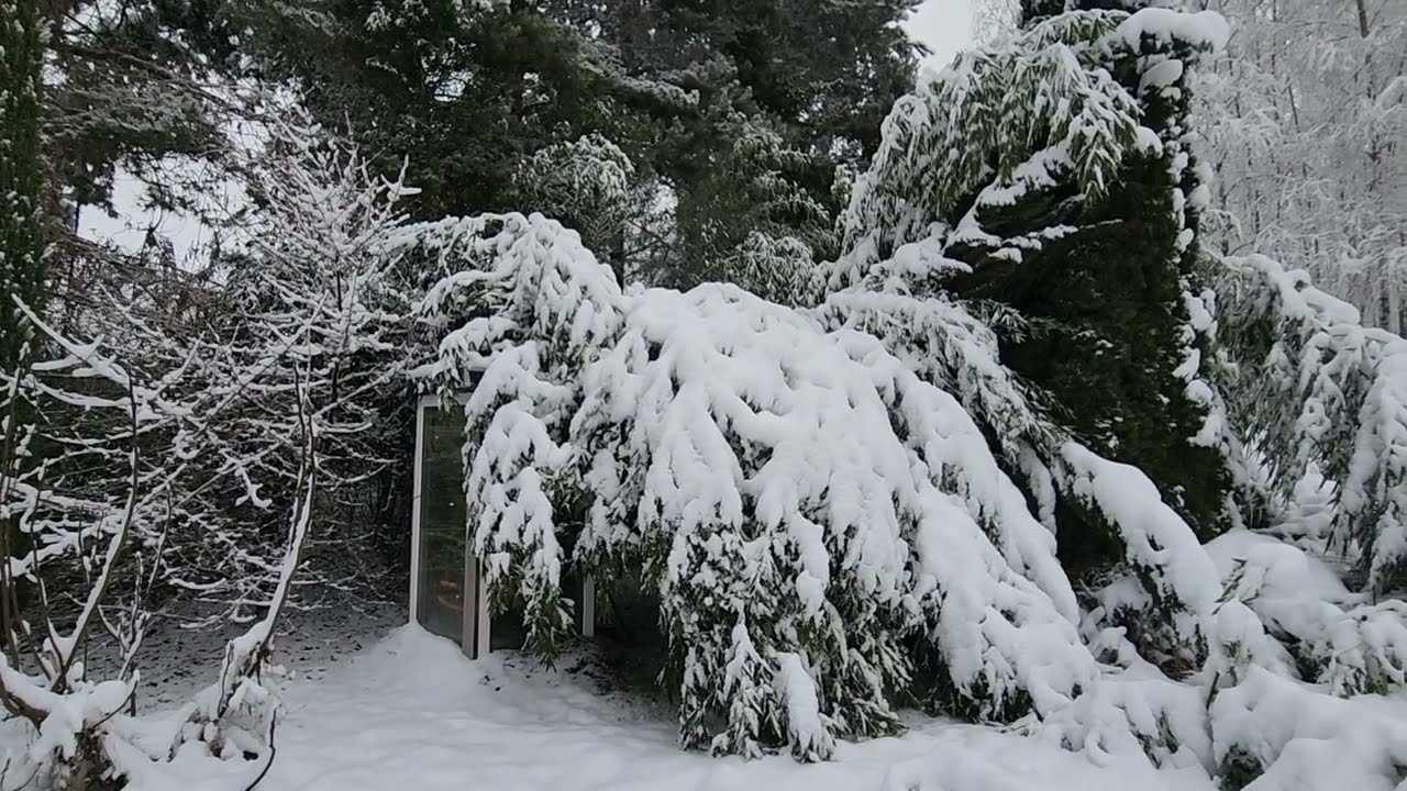 Bambusy kontra śnieżny armagedon. Czy jest się czym martwić?