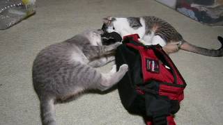 ウエストポーチのベルトを奪い合う猫たちCats playing in the fanny pack【いなか猫１１２３】japanese funny cat