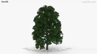 White Oak Tree 3D model by 3DModels.org