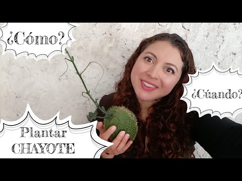 Video: Ինչ են Chayotes - Ինչպես աճեցնել Chayote Squash