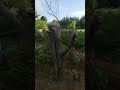 Ангел охраняет кошей #musica #cat #nature