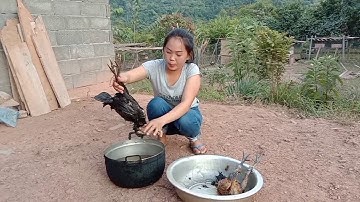 Hu plig tseev qaib ua dab peb caug nawb hmo no