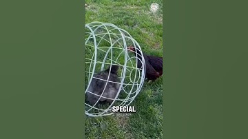 Why Chickens Are Kept in This Round Cage