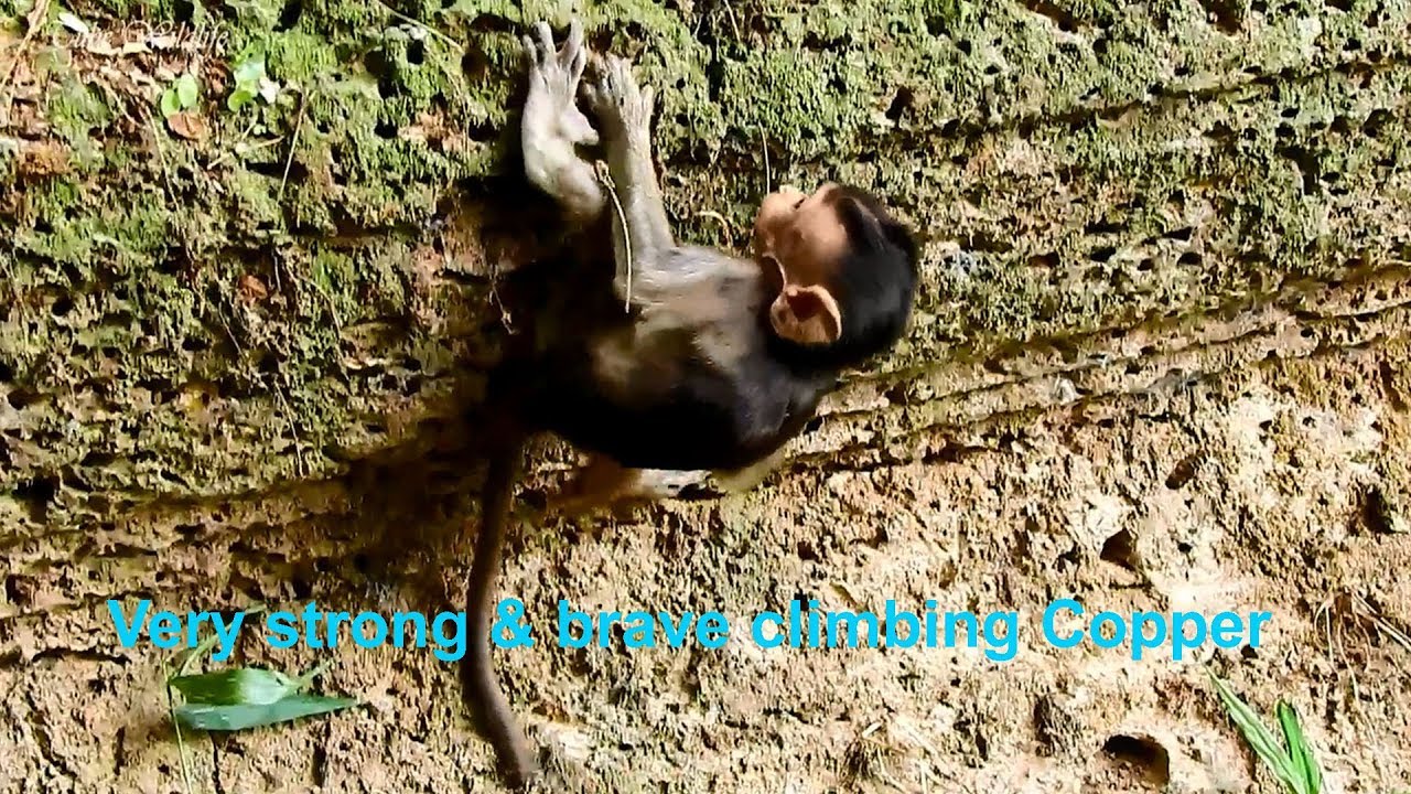 petco hours Gorgeous & handsome baby COPPER is so brave & strong climbing up & jumping down from wall.
