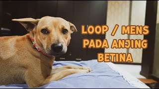 #55 Menstruasi Loop Pada Anjing | LUNA HAPPY FAMILY | Indonesia by LUNA HAPPY FAMILY 23,504 views 3 years ago 8 minutes, 59 seconds