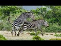 WILDLIFE // Epic zebras fight for mate // maajabu namna ya kupandisha pundamilia porini