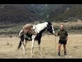 SPRING HUNT ON ST JAMES - NEW ZEALAND