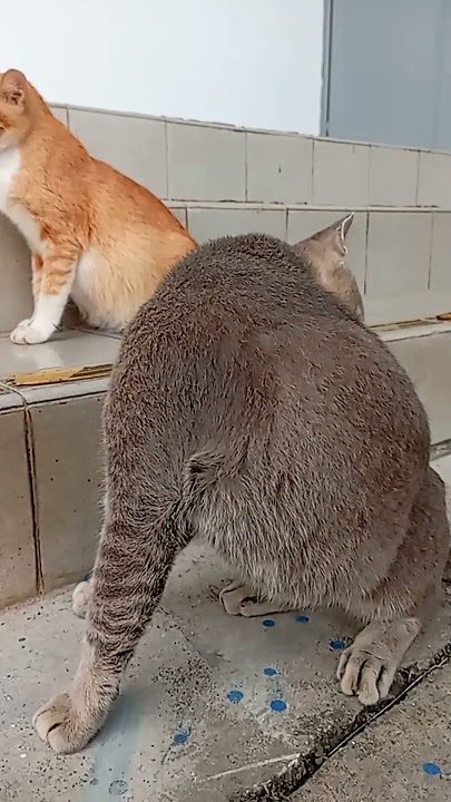 Cat cute Hmmnyaaa nyau nyau miaow nyau miow