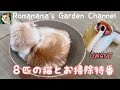 【猫のいる暮らし】8匹の猫ちゃんの清潔を守る救世主!UWANT M100 ダニ掃除機 体験レビュー #掃除機 #uwant