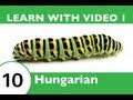 Learn Hungarian with Video - Hungarian Insect Vocabulary!