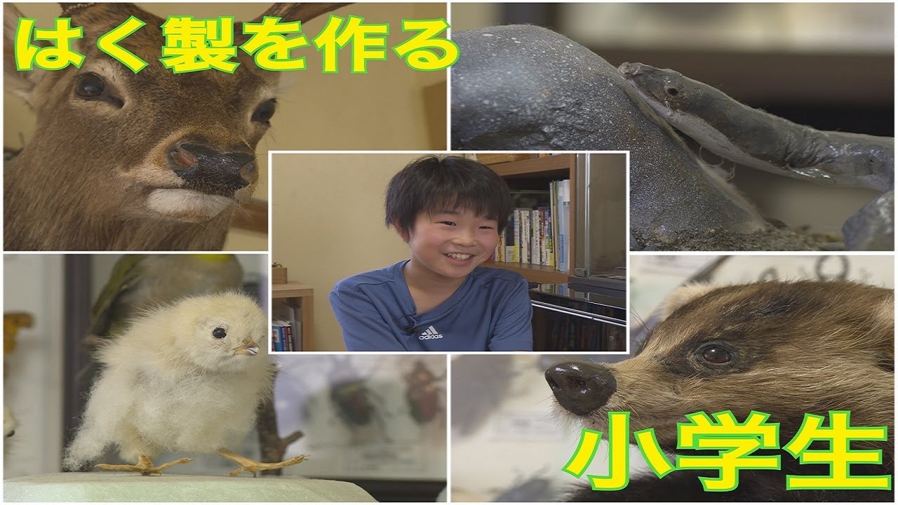 特集】ハクセイを作る小学生 - YouTube