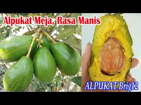 Alpukat Meja