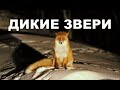 Об опасных представителях фауны.