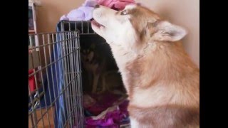 3 Day Old Husky Puppy Meets His Dad For The 1st Time (Stalks & Serenades - CUTE)