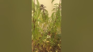 تلاوه خاشعة سوره الغاشية