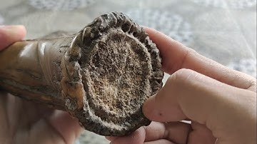 Tanduk ini Lepas Sendiri Dari Kepala Rusa Liar || Barang Langka dan Unik