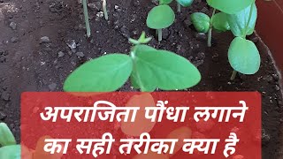 4.अपराजिता पौंधा लगाने का सही तरीका|Proper way to grow aparajita flowerplant[P2]#gokarna #greenplant