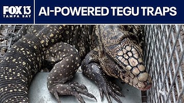 Florida researchers use AI traps to catch invasive tegu reptiles