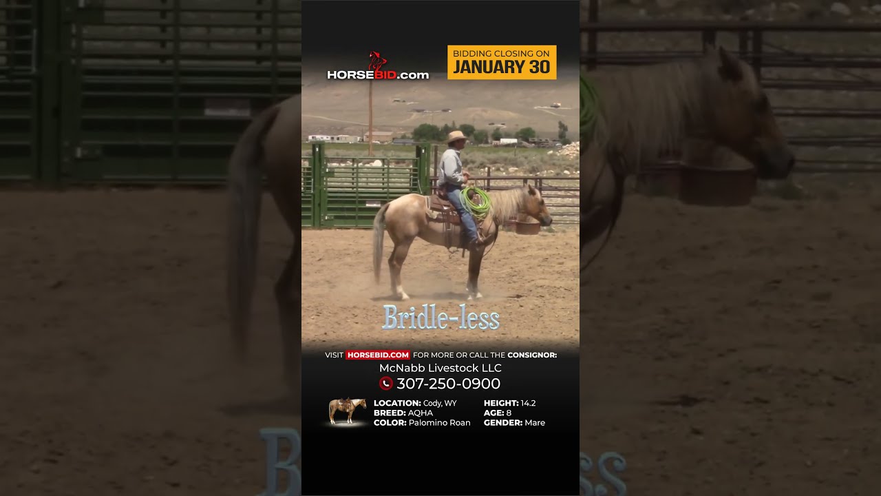 Swagger Stunning Palomino AQHA Mare Available Exclusively On Horsebid Com Through January 30th 