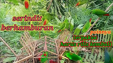 BURUNG SERINDIT BERHAMBURAN D SANGKAR PIKAT 1 BETINA HARUS DI RILIS SAAT MEMIKAT BURUNG!! BIRD TRAP