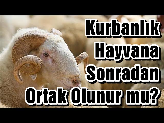 KURBANLIK HAYVANA SONRADAN ORTAK OLUNUR MU ? | Vaiz Ali ÖZDEMİR