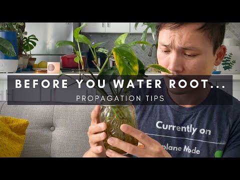 How to Root in Water | Common Water Propagation Questions Answered! | Plant Care Tips | Ep 121