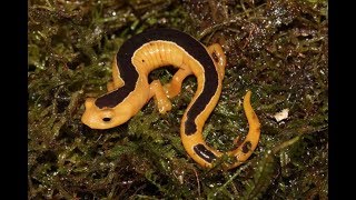 42 Years of Disappearing, Jackson's Salamander Recovered 42 Years of Disappearing, Jackson's Salamander Recovered