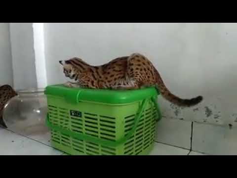 Kucing hutan borneo YouTube
