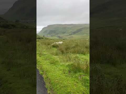 Skye island #scotland #animal #shortvideo #nature #travel #viral #subscribe #shorts #sheep #animals