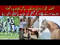 The most famous and beautiful horses of gujjar family belongs to sawa university of faislabad kaka